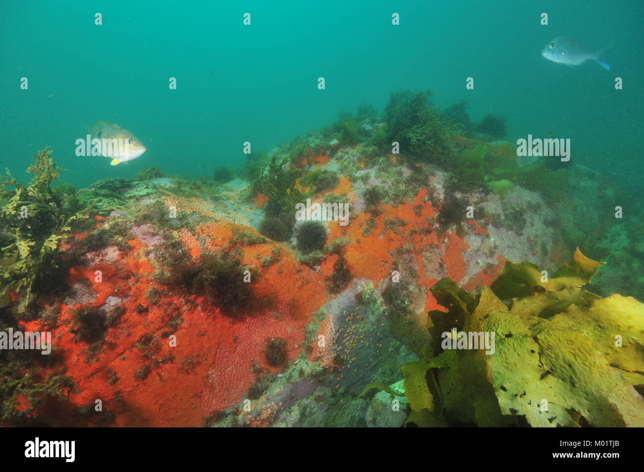 Boulder covered with colorful encrusting sponges and tunicates with spotty wrasse and young snapper swimming about it in murky water. Stock Photo