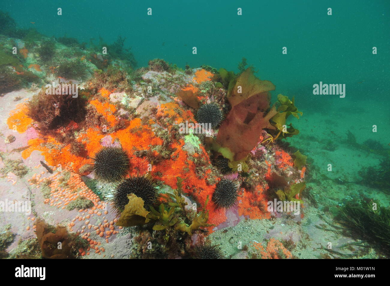 Rock on sandy sea bottom covered with colorful encrusting sponges and tunicates and crawling sea urchins Evechinus chloroticus. Stock Photo
