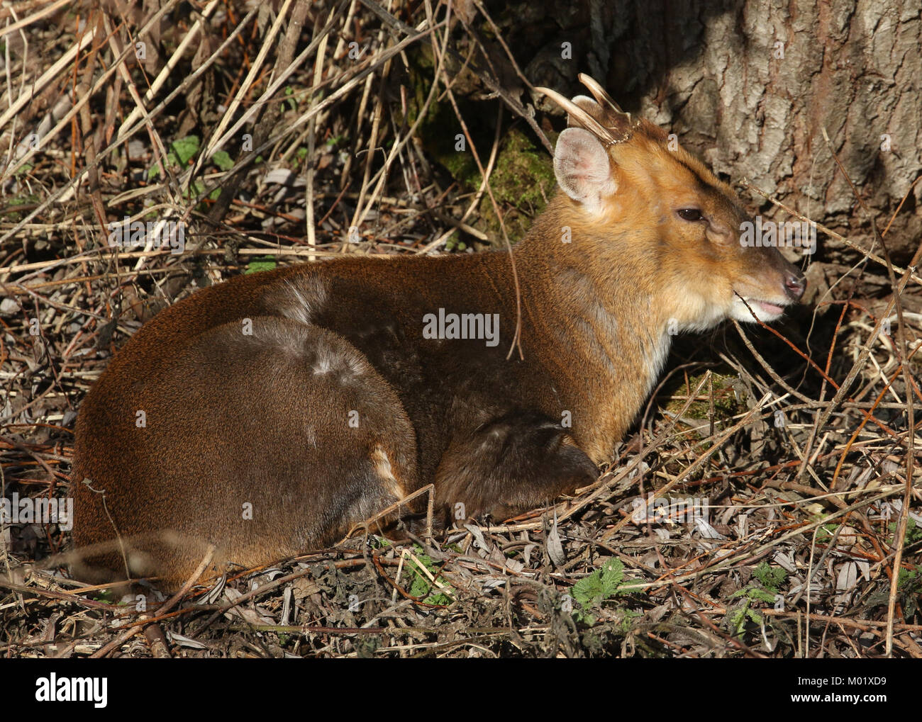 A stunning wild stag Muntjac Deer (Muntiacus reevesi) resting under a tree enjoying the winter sun. Stock Photo