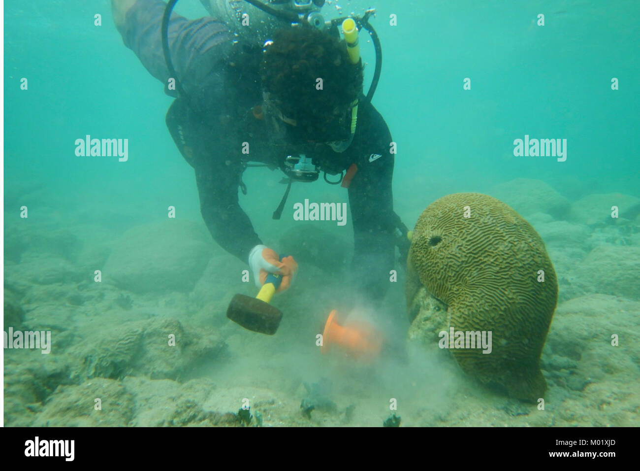NOAA Marine Habitat Resource Specialist Sean Griffin relocates live