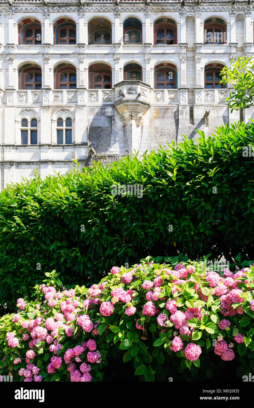 BLOIS, FRANCE - JULY 8, 2010: pink flower of hydrangea bush and facade of castle Chateau de Blois. Blois is the capital of Loir-et-Cher department in  Stock Photo