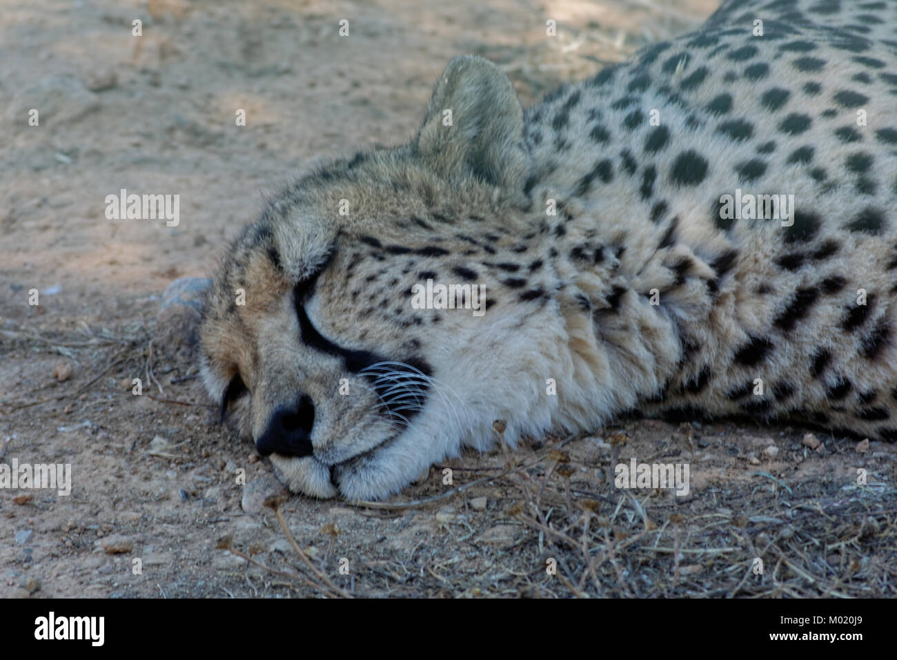 Sleeping cheetah under a shade Stock Photo