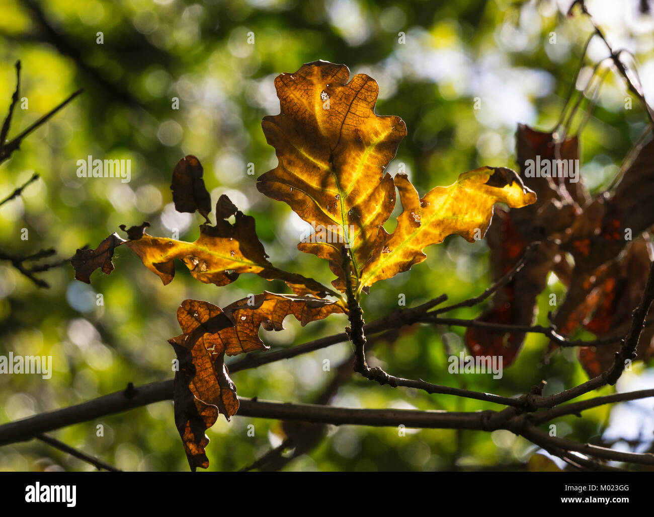 Close-up on oak leaves during the process of senescence in fall. Stock Photo