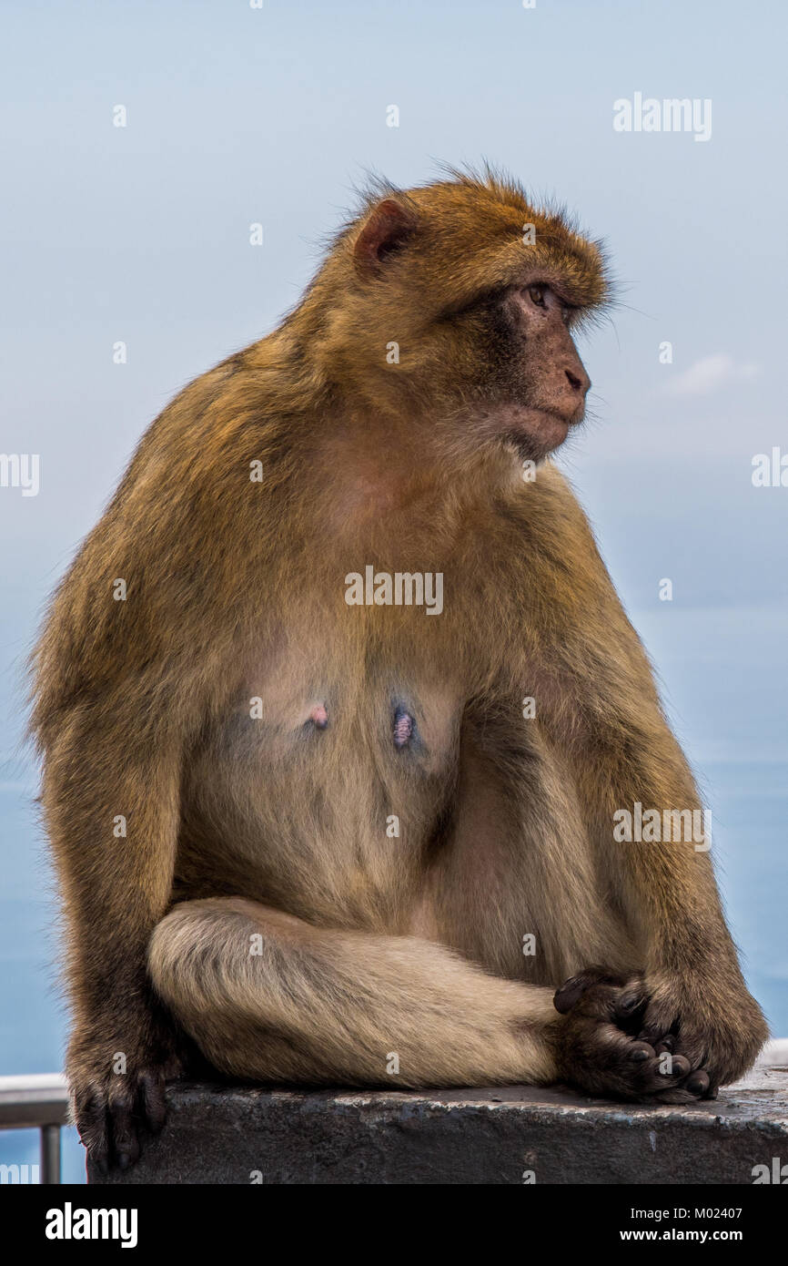 GIBRALTAR / GREAT BRITAIN - OCTOBER 09 2017: MONKEYS ON TOP OF THE ROCK OF GIBRALTAR Stock Photo