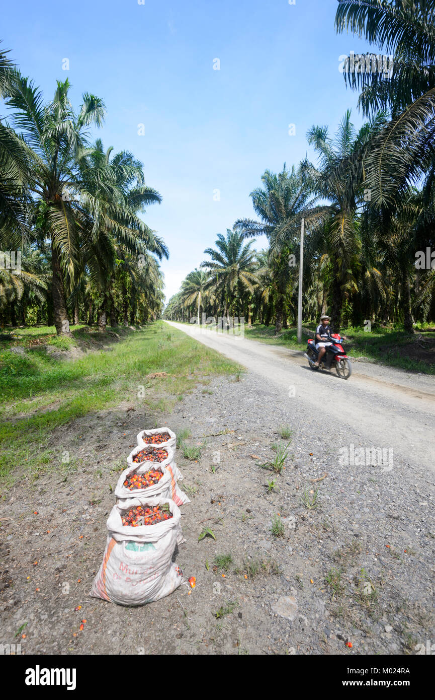 A crop of palm oil fruit collected in bags in a palm oil plantation, Borneo, Sabah, Malaysia Stock Photo