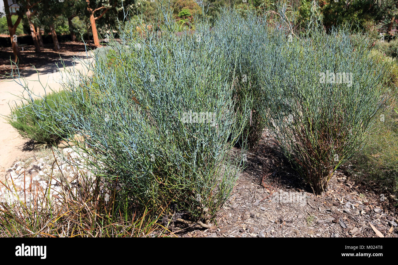 Acacia aphylla known as leafless rock wattle, twisted desert wattle or live wire Stock Photo