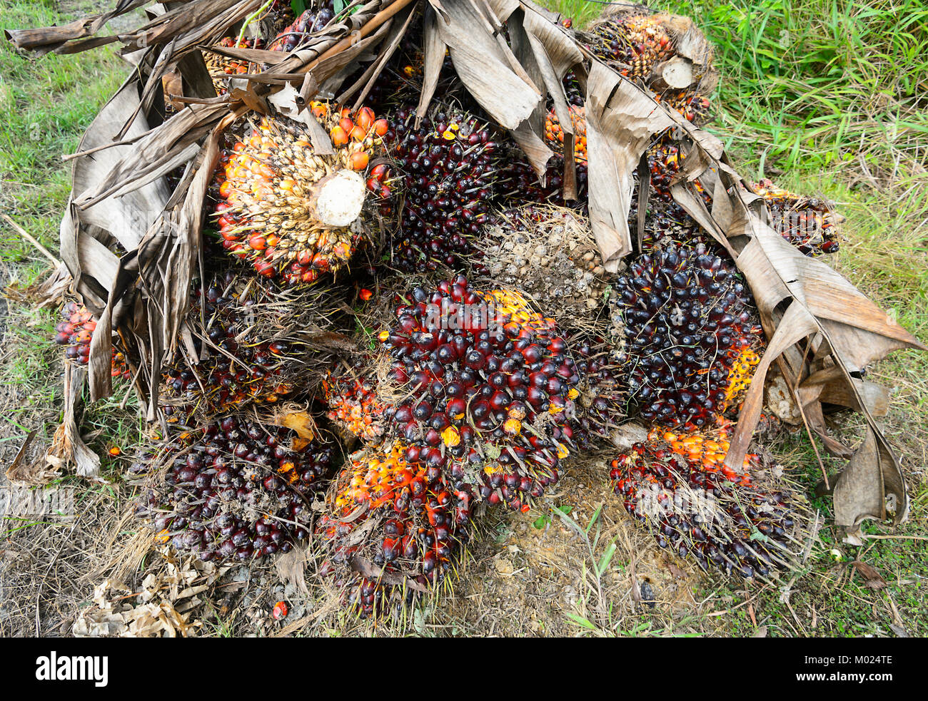 Details of palm oil fruit, Borneo, Sabah, Malaysia Stock Photo
