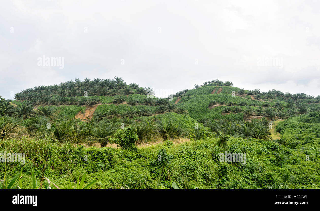 Young palm oil plantation in a deforested area that has been tiered to avoid soil erosion, Tabin, Borneo, Sabah, Malaysia Stock Photo