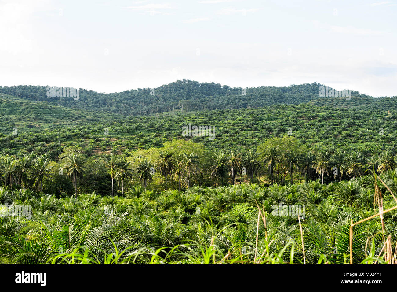 Young palm oil plantation in a deforested area, Tabin, Borneo, Sabah, Malaysia Stock Photo