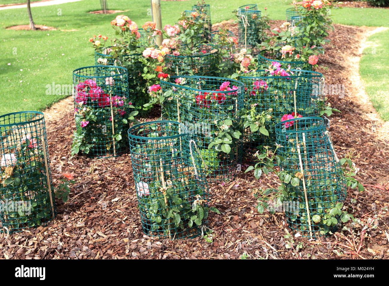 plant cages to protect from rabbits