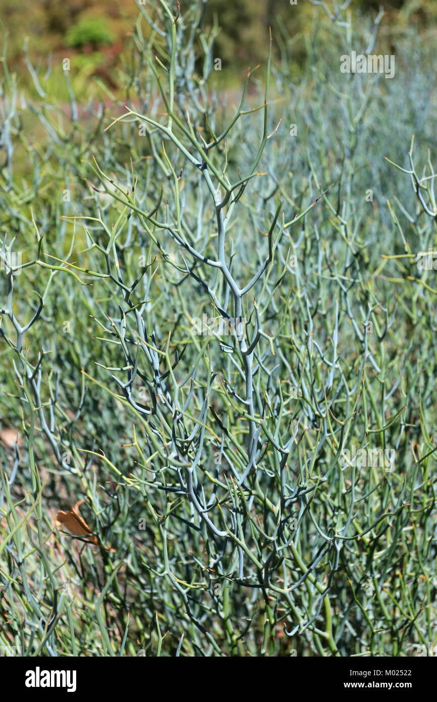 Acacia aphylla known as leafless rock wattle, twisted desert wattle or live wire Stock Photo