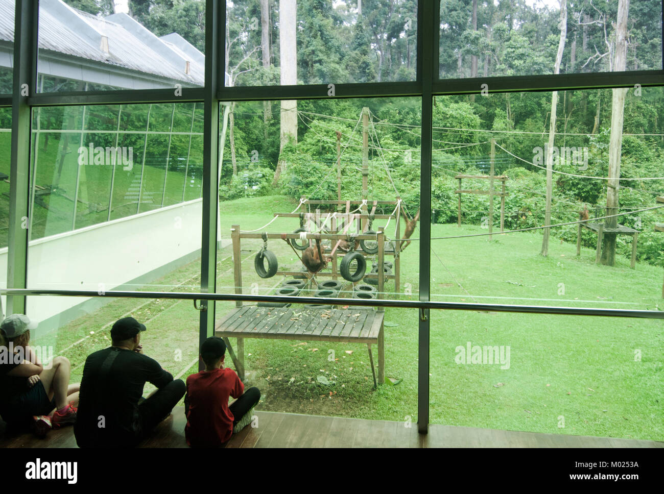 Visitors watching young Orangutans play in the nursery, Sepilok Orangutan Rehabilitation Centre, Borneo, Sabah, Malaysia Stock Photo