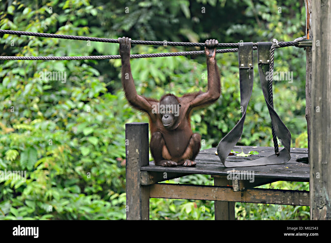 Young Orangutan playing in the nursery, Sepilok Orangutan Rehabilitation Centre, Borneo, Sabah, Malaysia Stock Photo