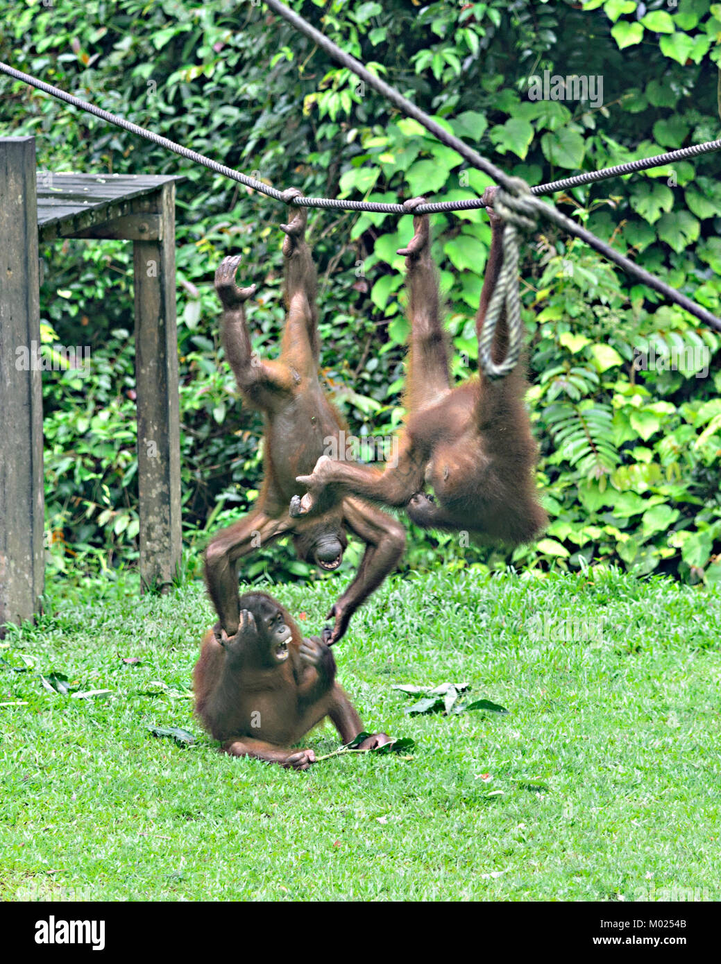 Young Orangutans playing in the nursery, Sepilok Orangutan Rehabilitation Centre, Borneo, Sabah, Malaysia Stock Photo