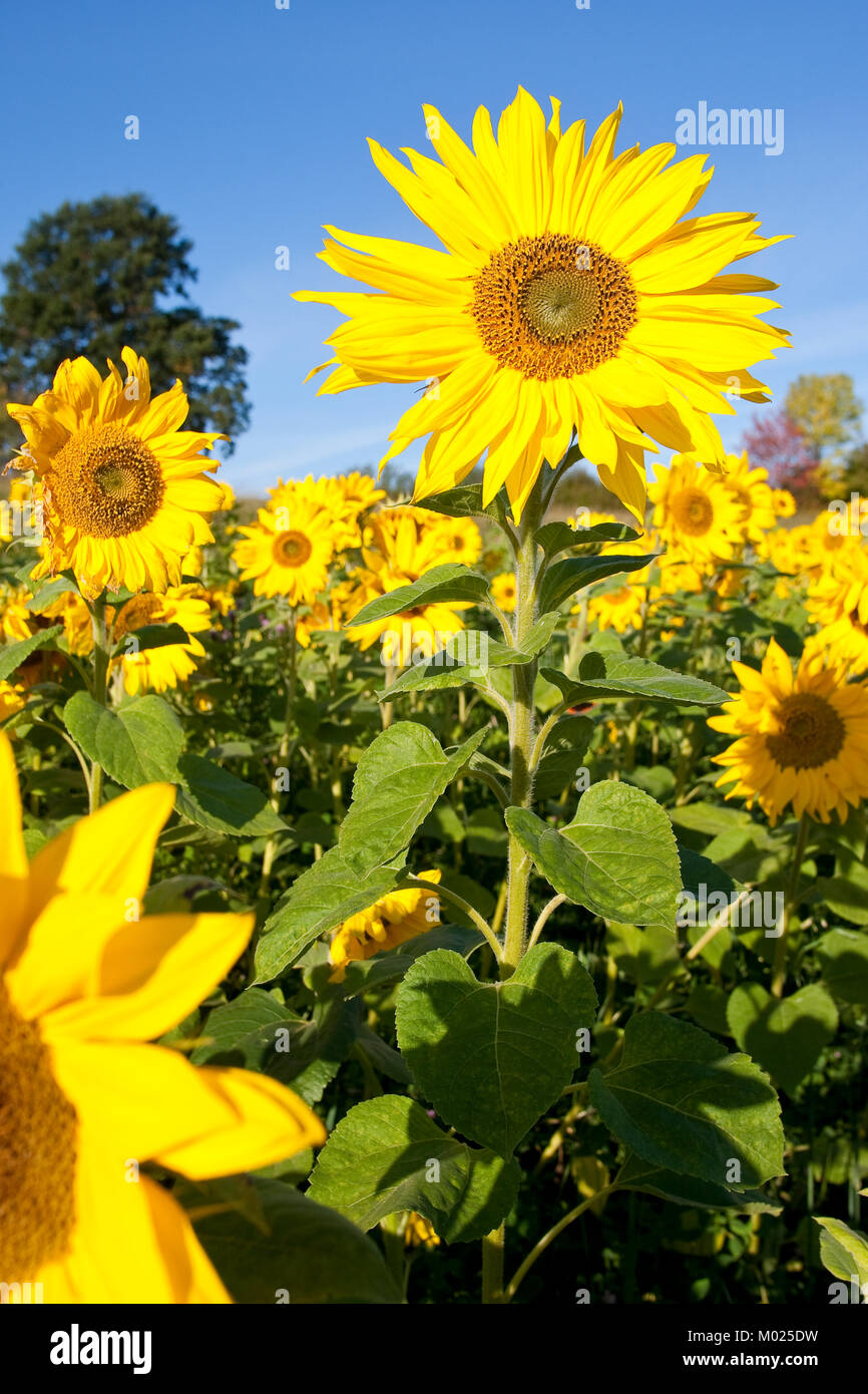 Sonnenblume Sonnenblumen Anbau Auf Feld Sonnenblumen Feld sonnenblume-sonnenblumen-anbau-auf-feld-sonnenblumen-feld