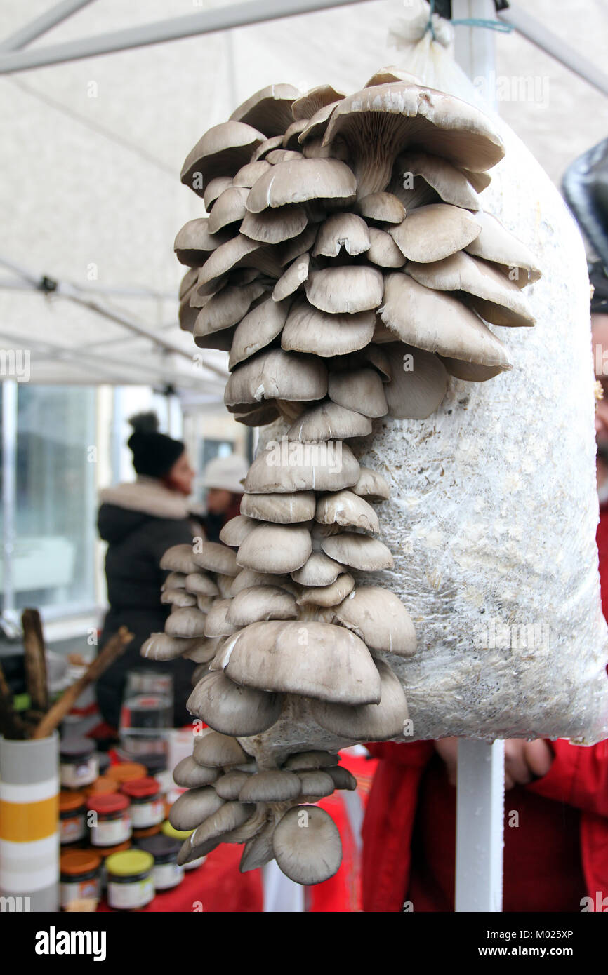 Oyster mushrooms. Pleurotus ostreatus.  Oyster mushroom  is a common edible mushroom. Mushrooms cultivation. Stock Photo