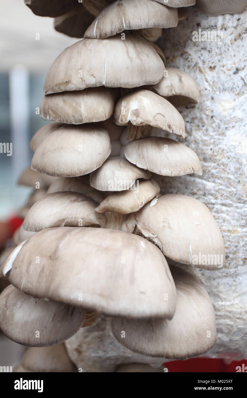 Oyster mushrooms. Pleurotus ostreatus.  Oyster mushroom  is a common edible mushroom. Mushrooms cultivation. Stock Photo