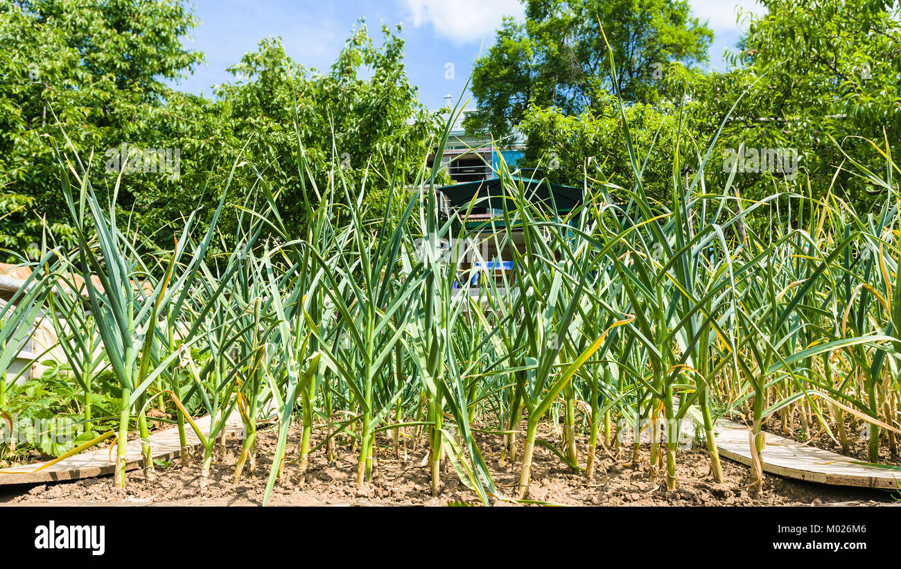 Sprig spring onion vegetable hi-res stock photography and images - Alamy