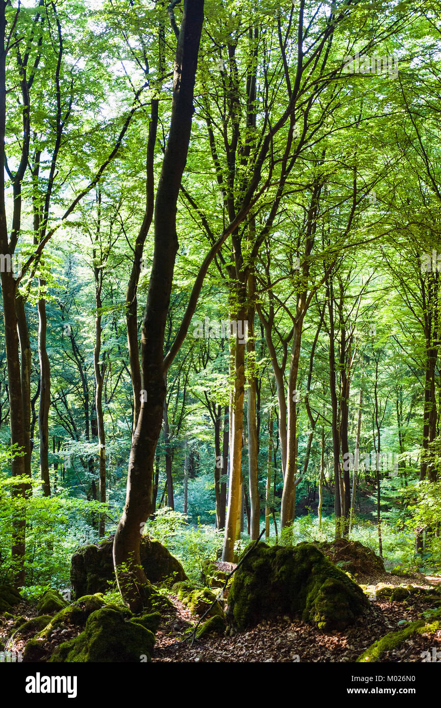 travel to Germany - green forest in front of Buchenlochhohle cave in Gerolsteiner Dolomiten mountain in Nature and Geopark Vulkaneifel near Gerolstein Stock Photo