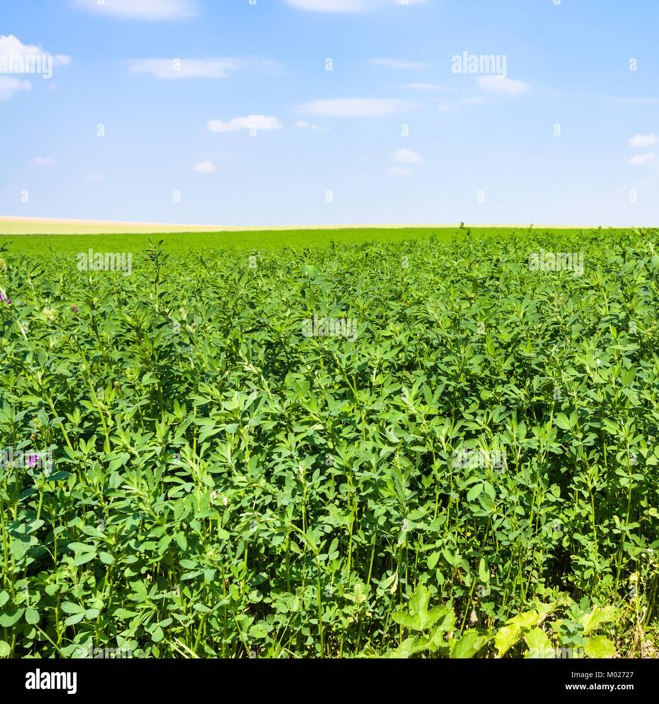 country landscape - alfalfa grass on green field under blue sky near village L'Epine Marne in sunny summer day in Champagne region of France Stock Photo