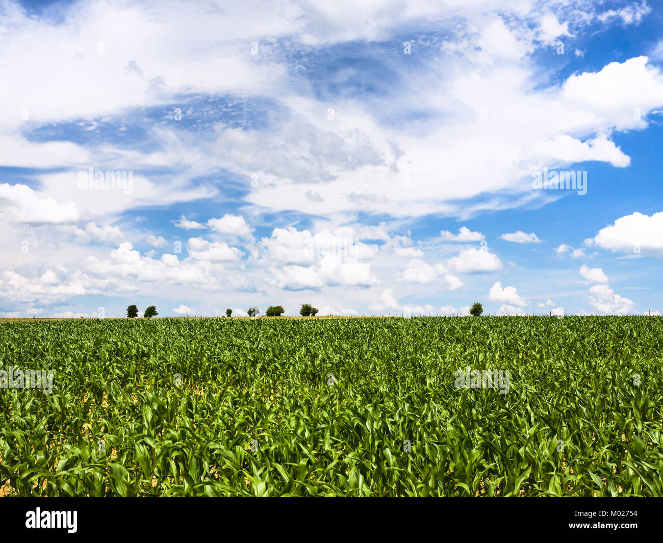 country landscape - blue sky with white clouds over green corn field in ...
