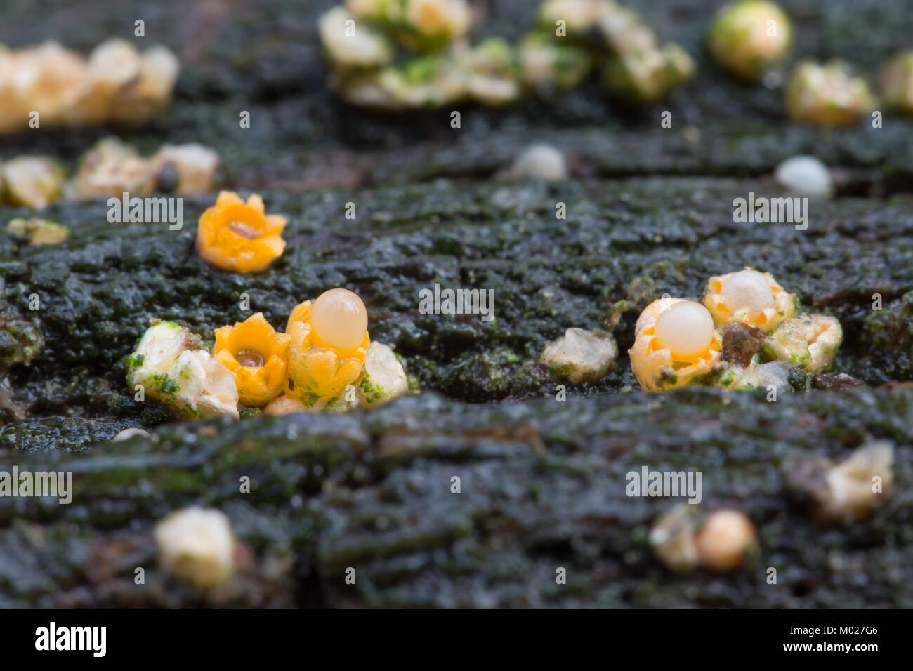 Cannonball earthstar fungus Stock Photo
