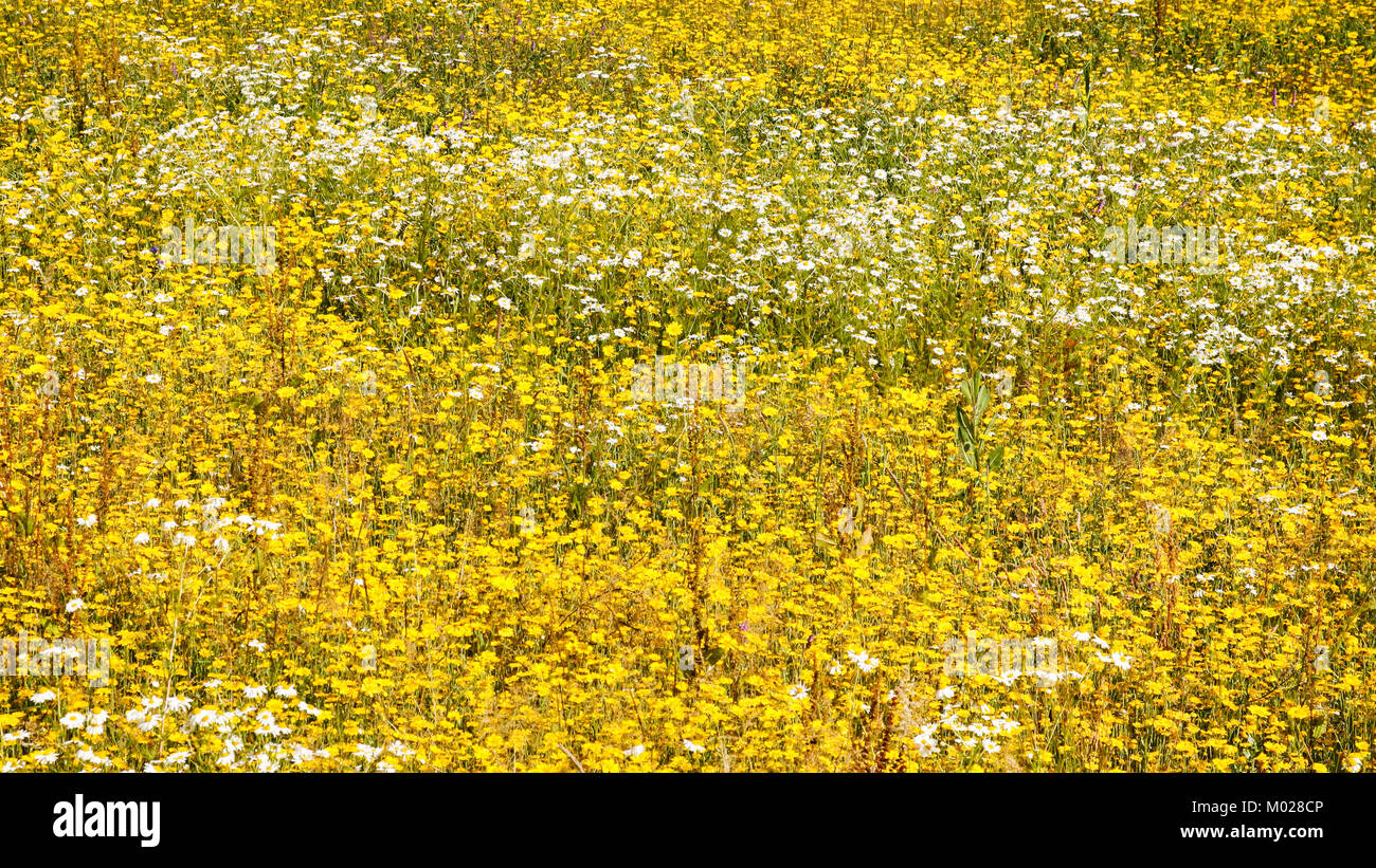 Chamomile plantation hi-res stock photography and images - Alamy