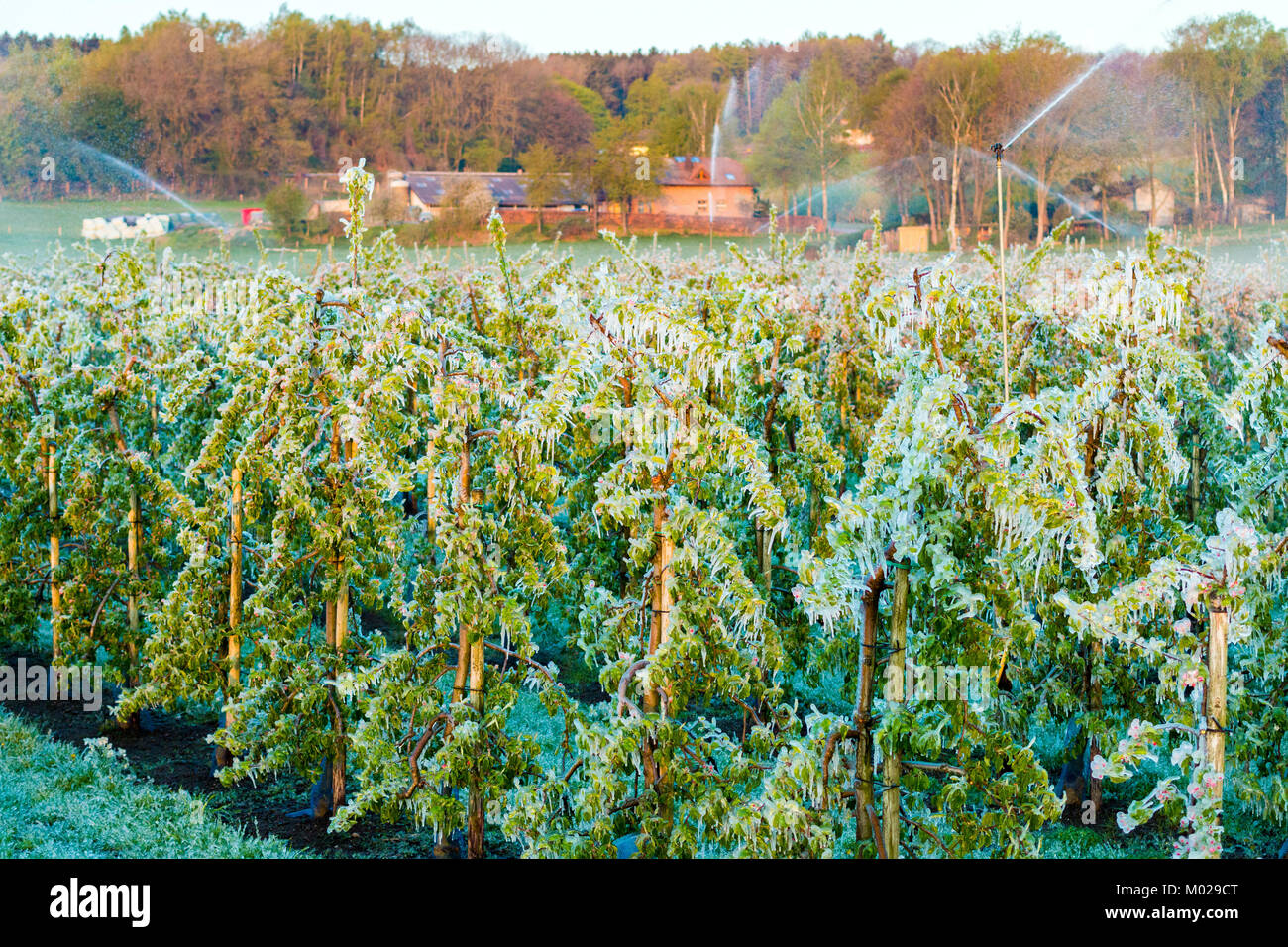 Apple frost protection hires stock photography and images Alamy