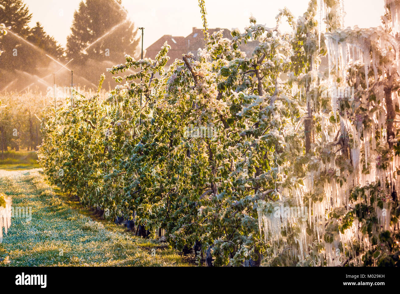 Layer of protective ice covering apple and fruit trees keeping them