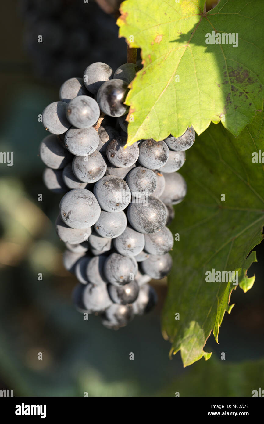 bunch of red grapes on the vine with green leaves Stock Photo - Alamy