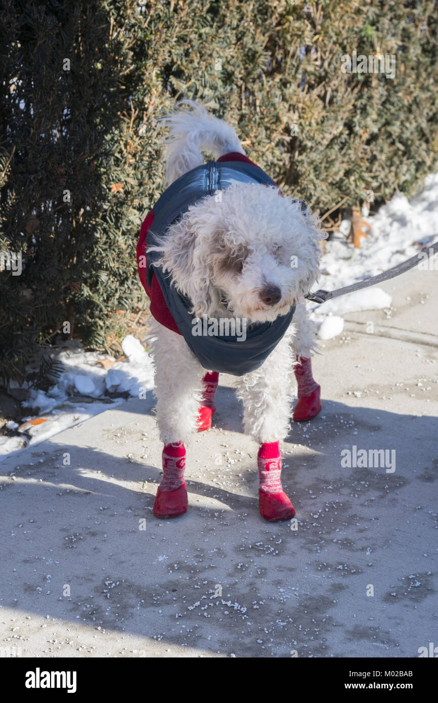 Dog wearing his booties to protect him from ice and especially salt on a winter day in Brooklyn, NY. Stock Photo