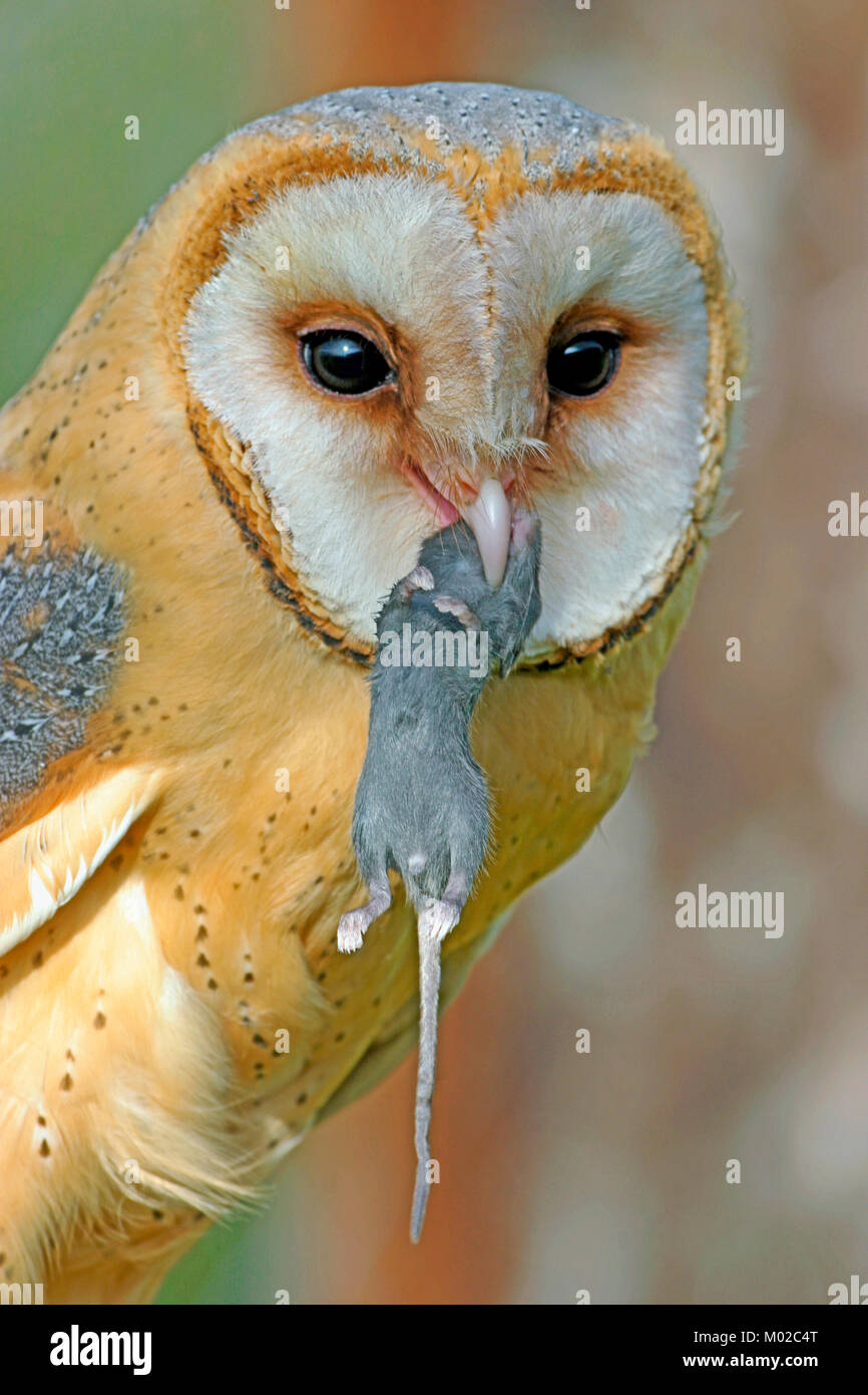 Barn Owl After Successful Hunting Holding Mouse In Beak Close Up