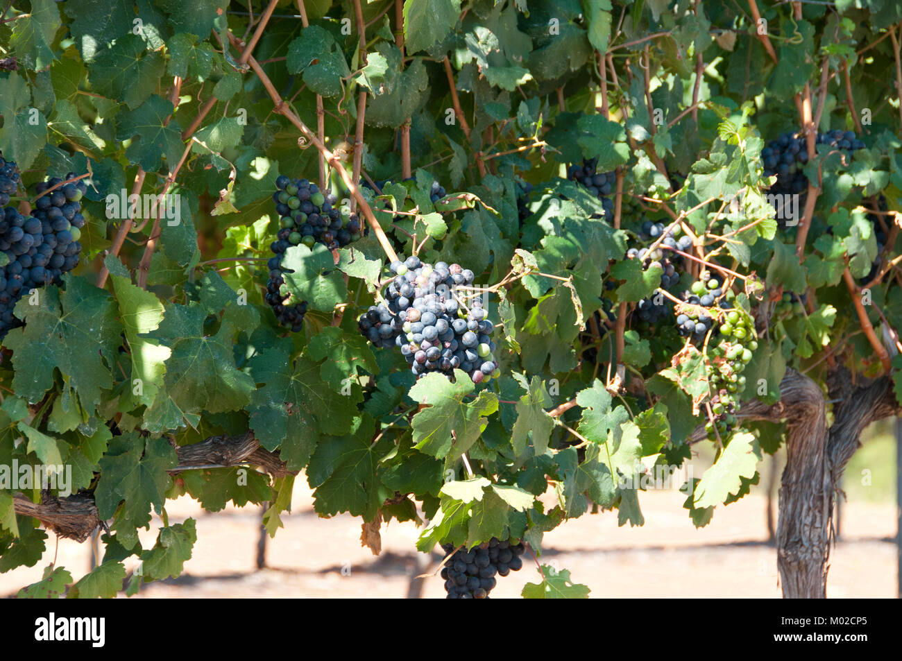 Midnight Beauty Grapes in Swan Valley Stock Photo Alamy