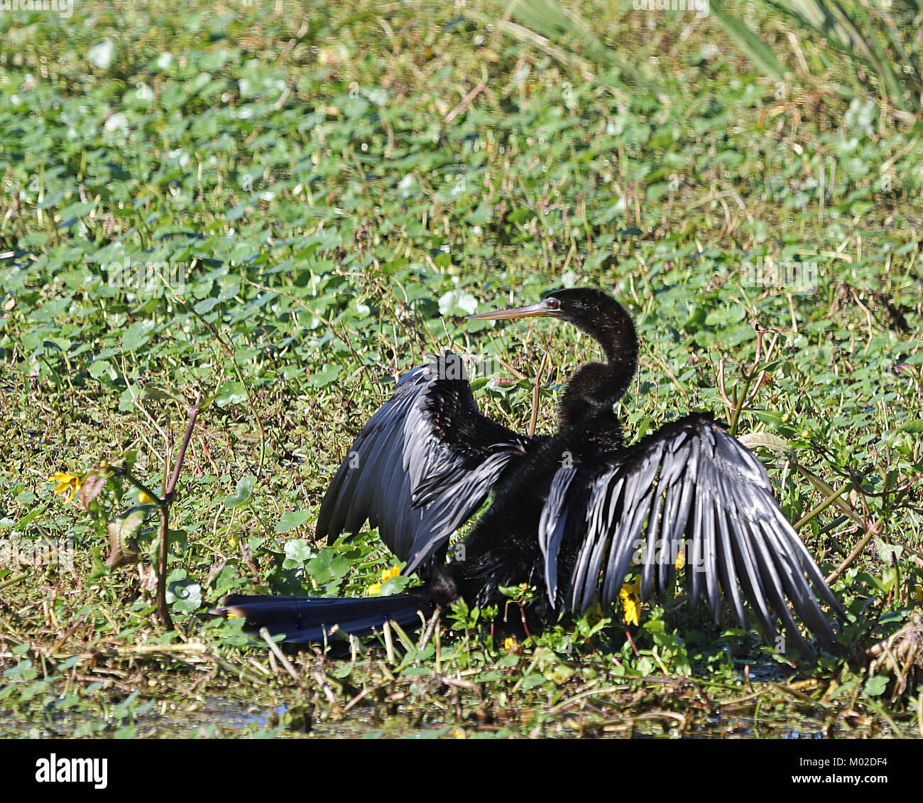 The Anhinga or American Darter does not have oil glands for waterproofing its feathers like most water birds so they are often seen drying their wings Stock Photo