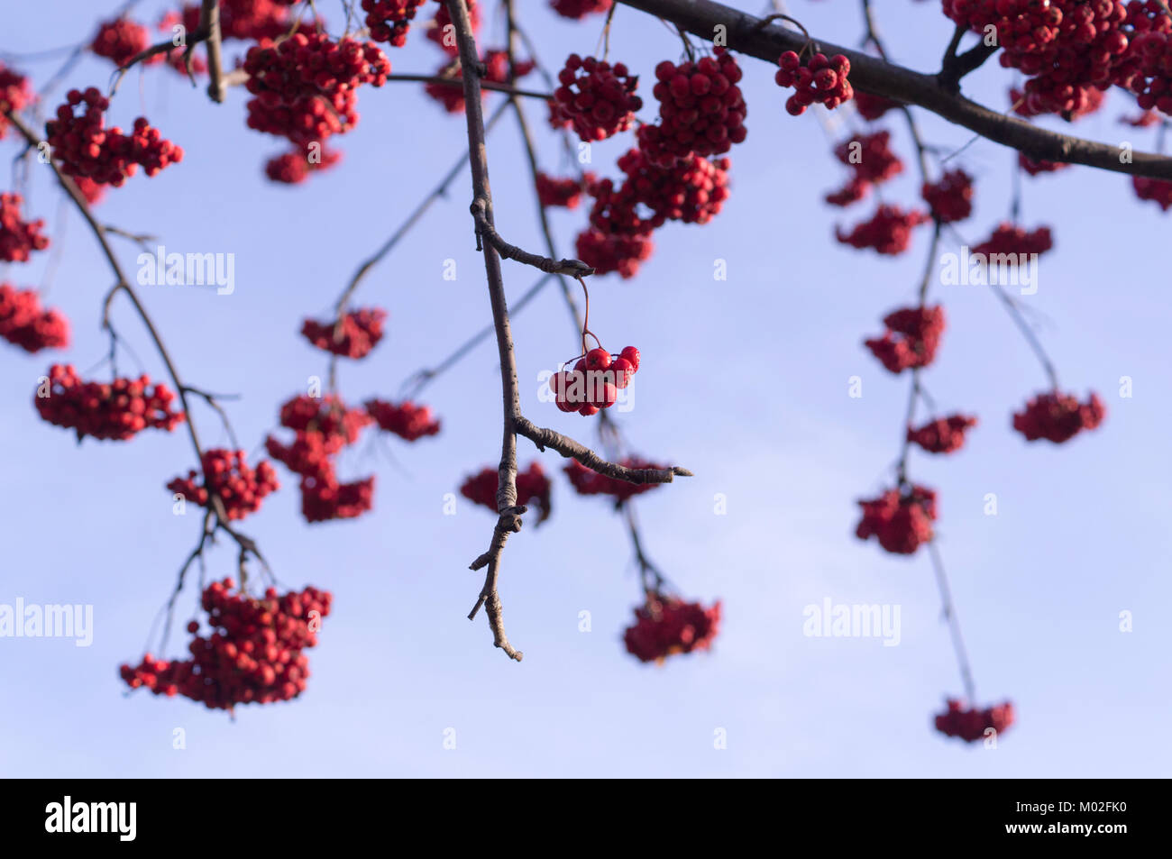 Cluster ripe red rowan berries hi-res stock photography and images - Alamy