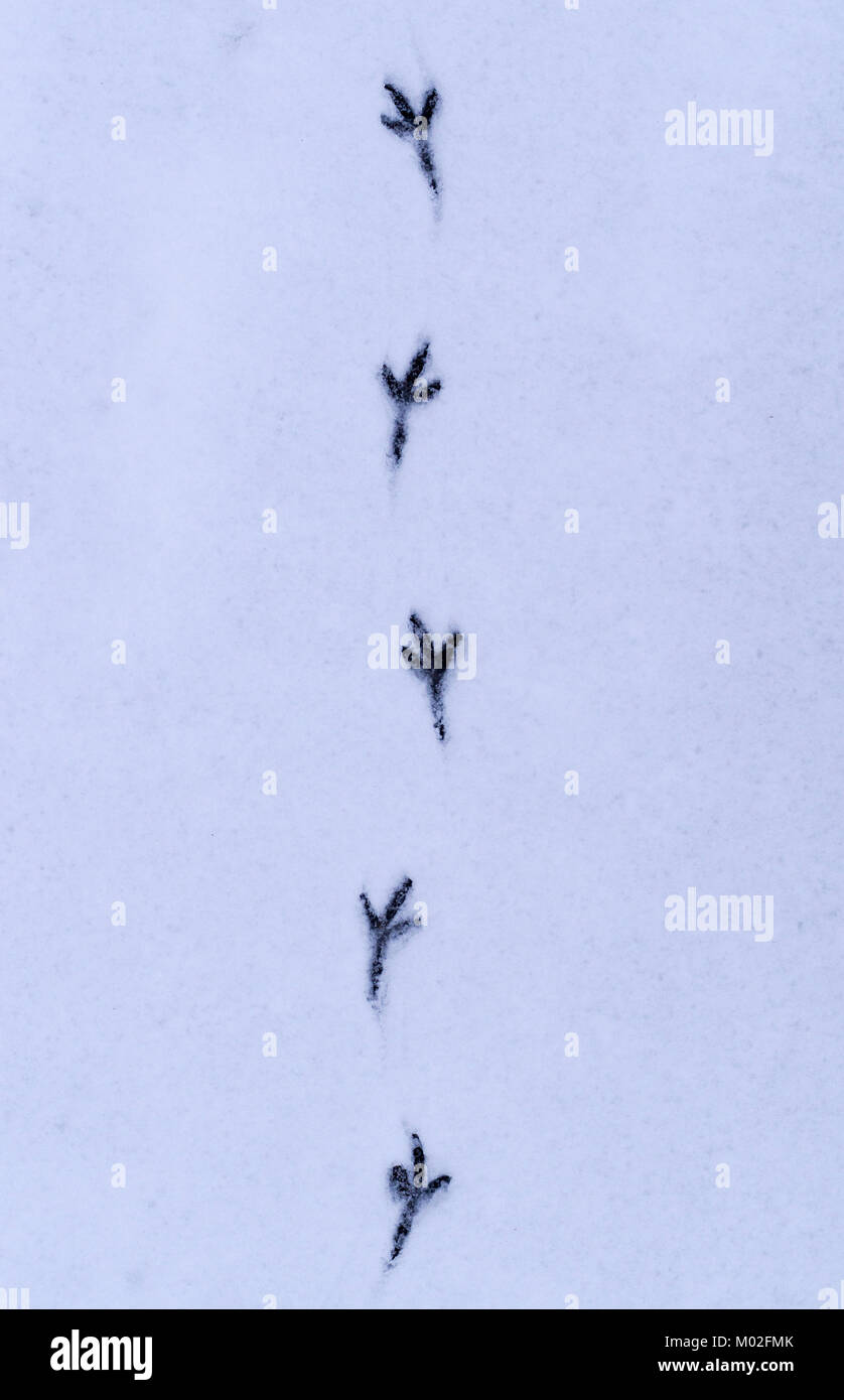 tracks of birds in the clean snow. background, concept. Stock Photo