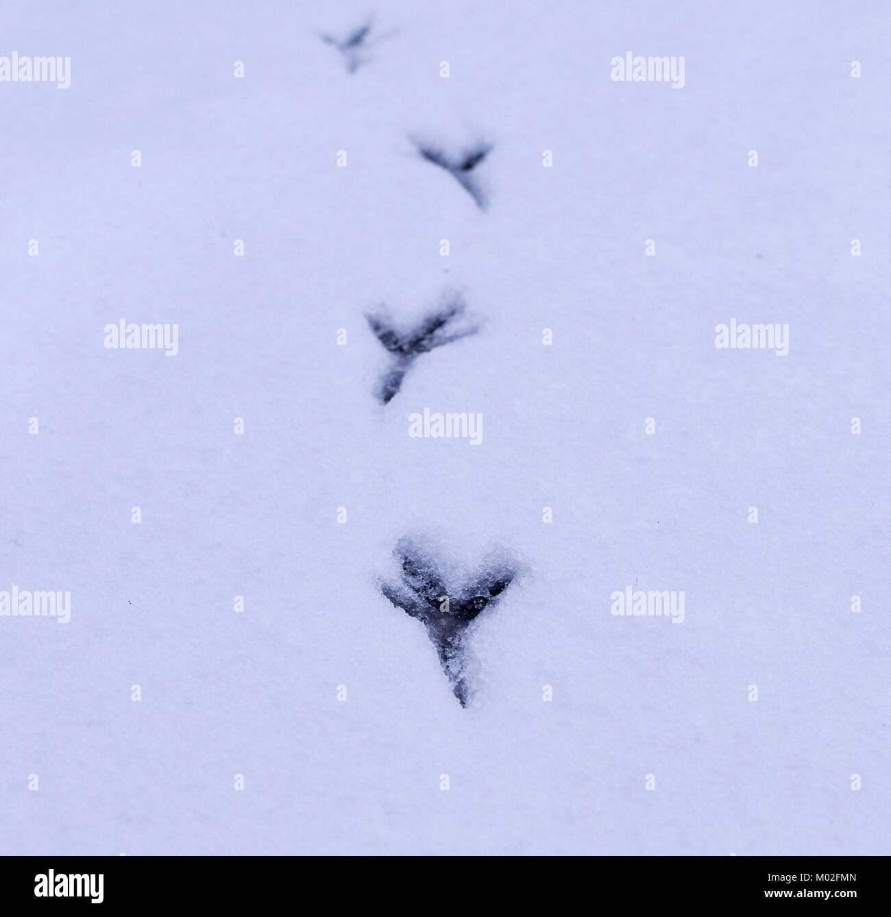 tracks of birds in the clean snow. background, concept. Stock Photo