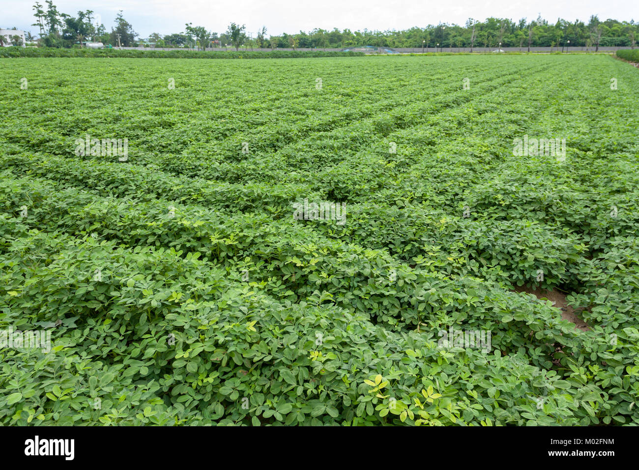 Groundnut plantations hi-res stock photography and images - Alamy