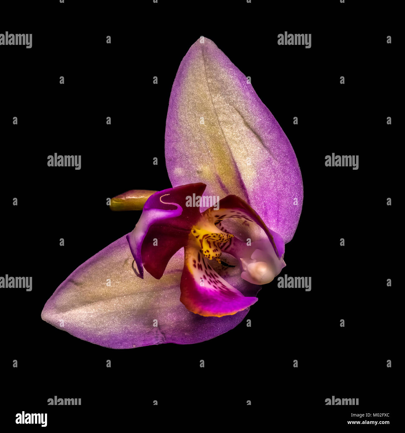 Fine art still life floral bright colorful macro flower portrait of an isolated single violet yellow blooming orchid blossom on black background Stock Photo