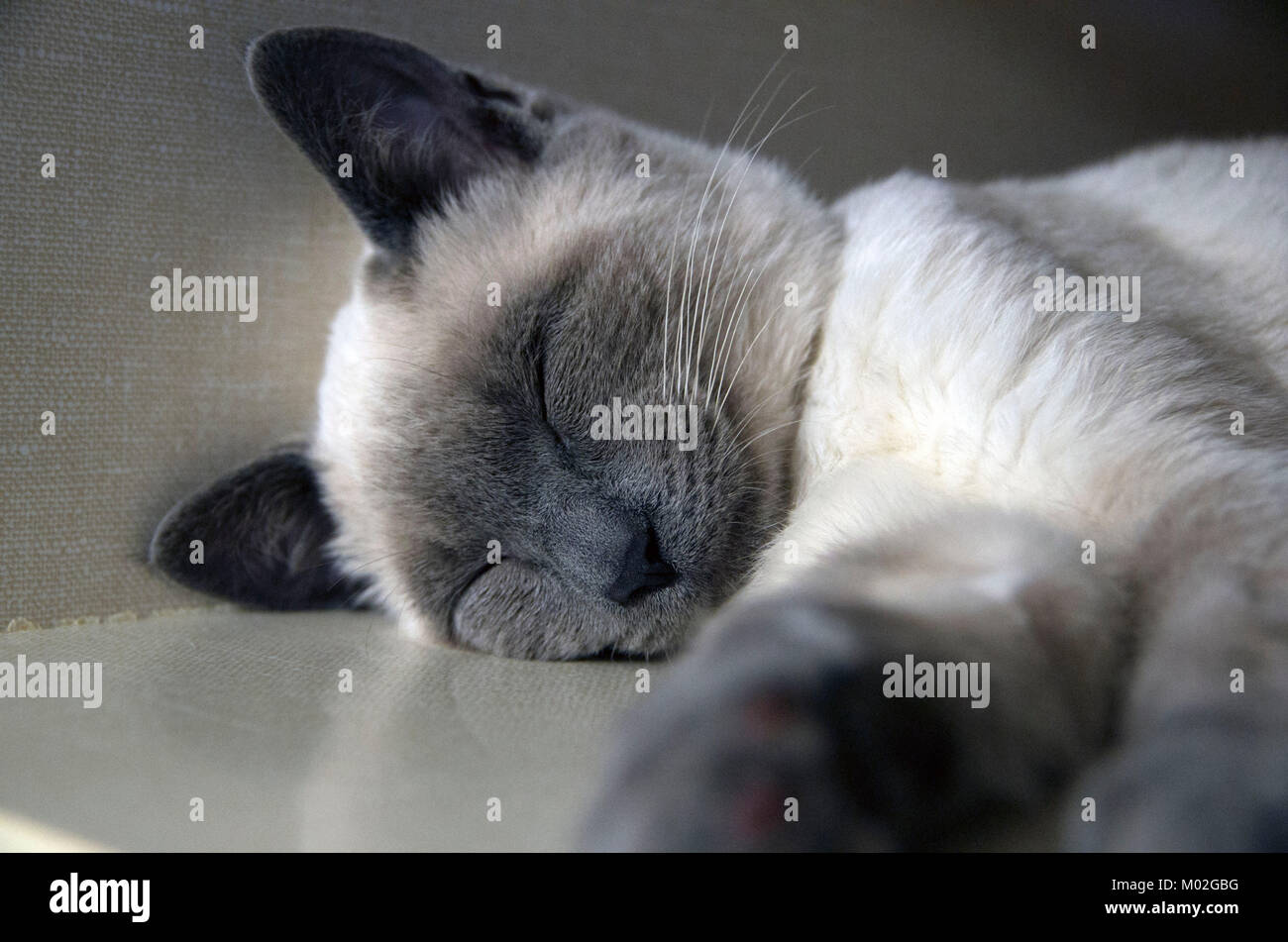 A siamese kitten snoozes in the adoption part of the animal shelter. Stock Photo