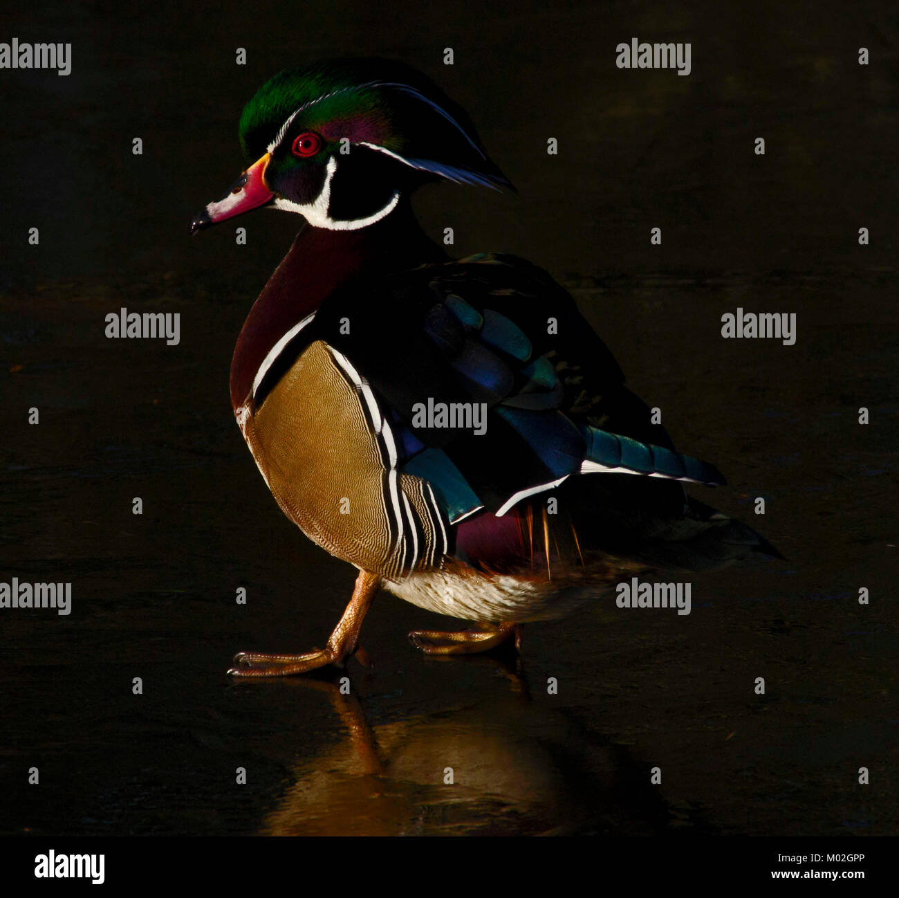 Duck and cover hi-res stock photography and images - Alamy