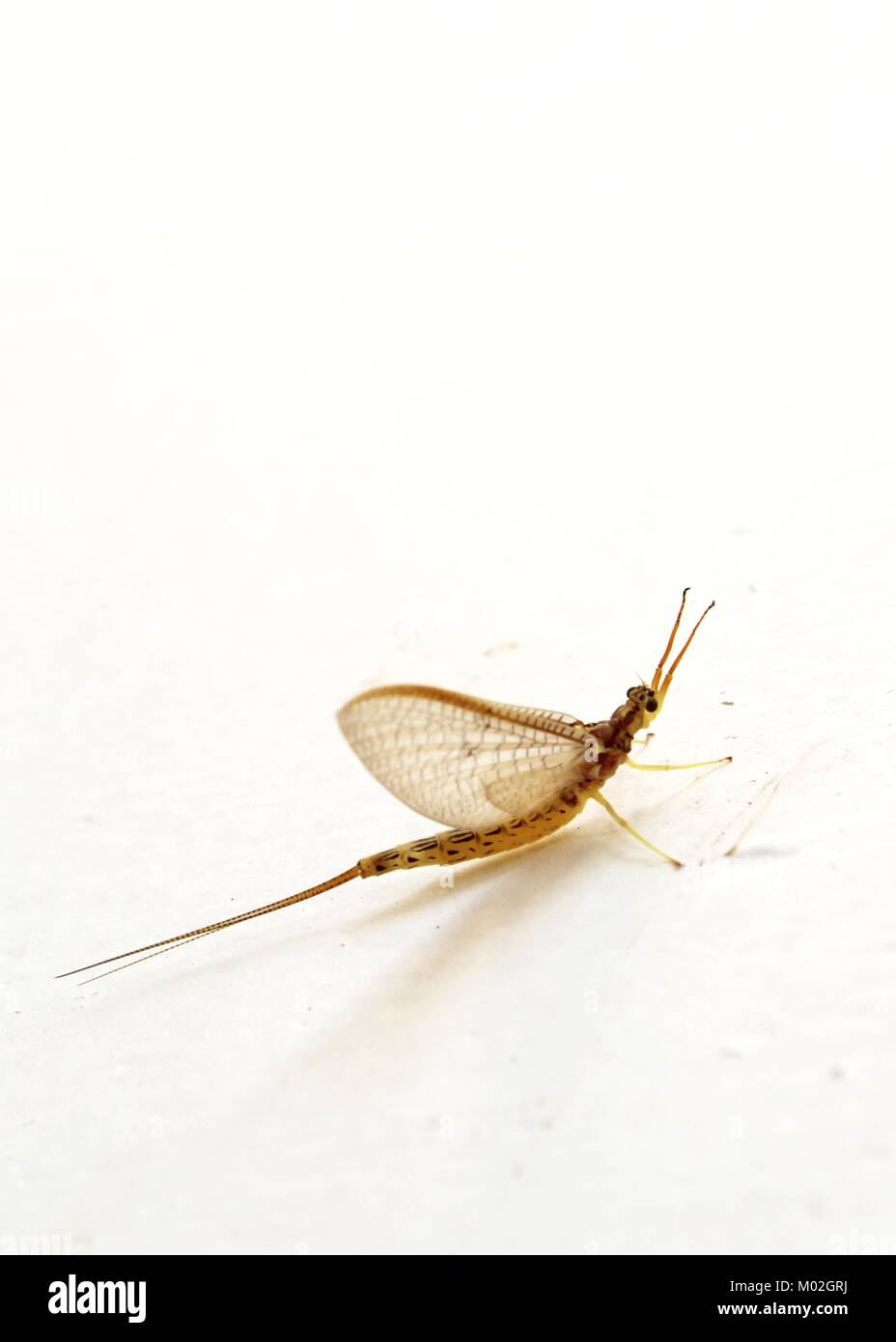 a small flying insect seen on a wall in Matale, Sri Lanka Stock Photo