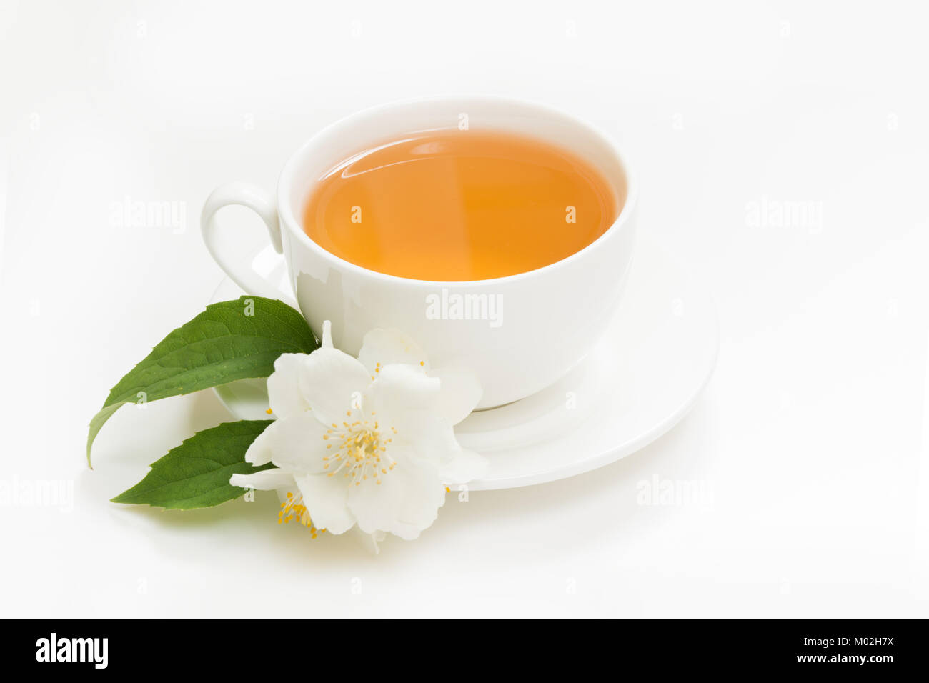 White Jasmine Flower – Tea House Gallery