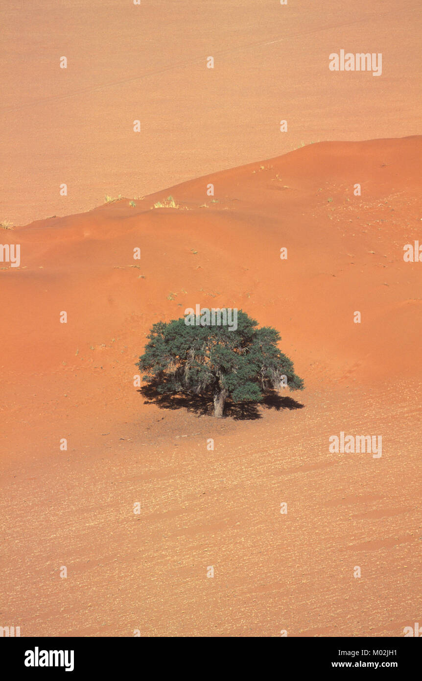 Ecosistema del desierto hi-res stock photography and images - Alamy, image size:862x1390