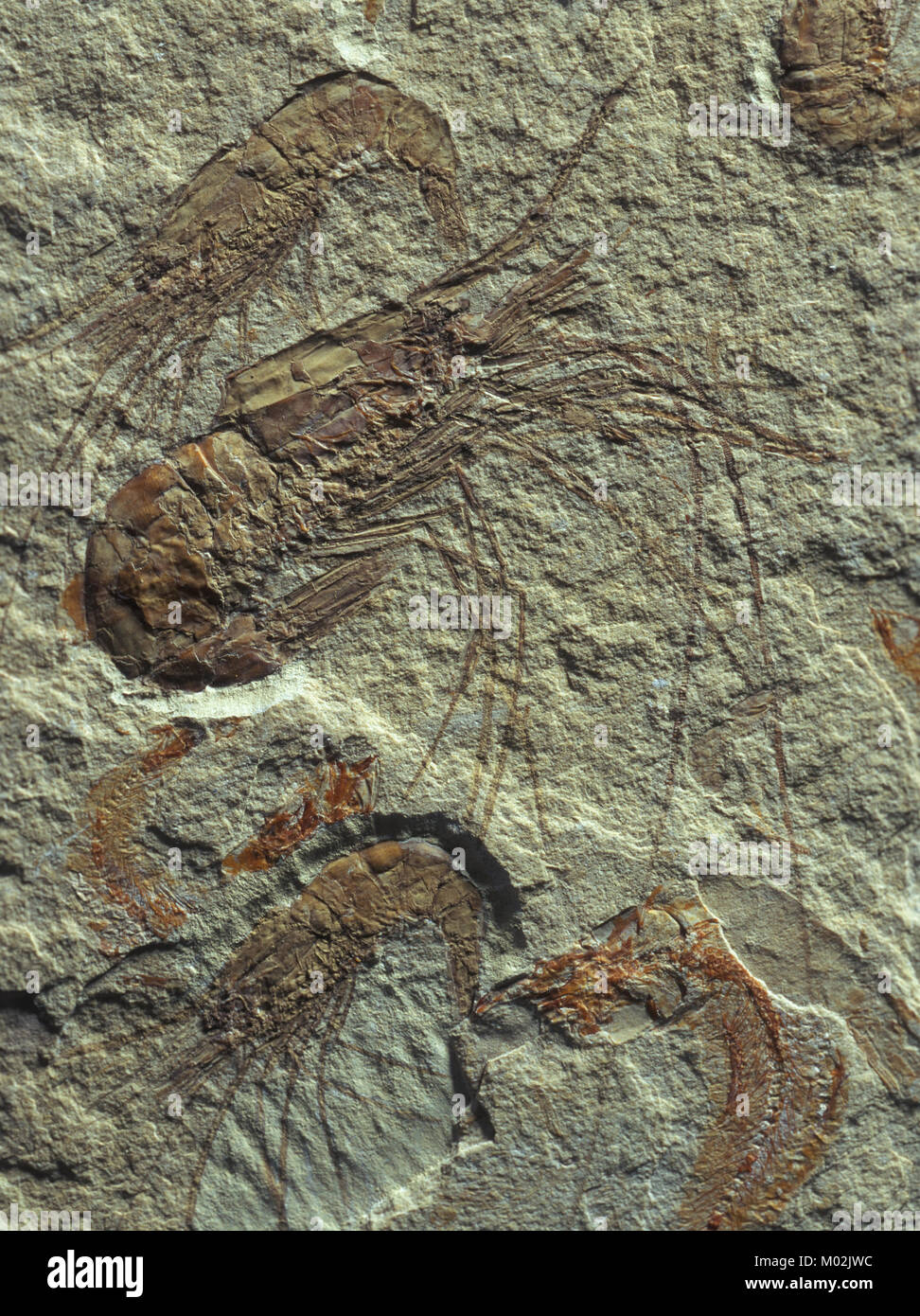 Fossil:Carpop callisrostris Cretácico sup LÍBANO Stock Photo