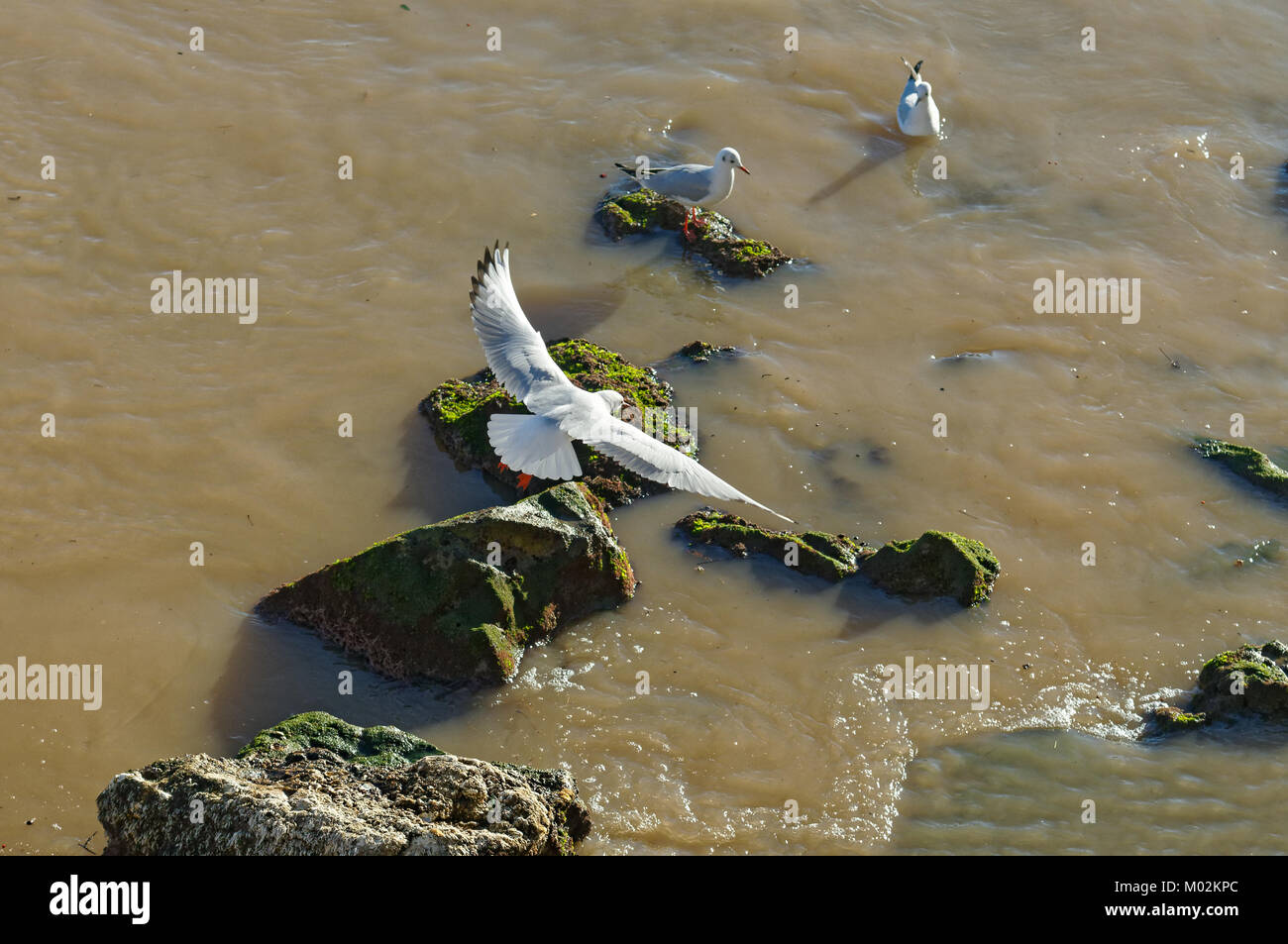 seagulls flying over an area of sewage in mediterranean sea Stock Photo