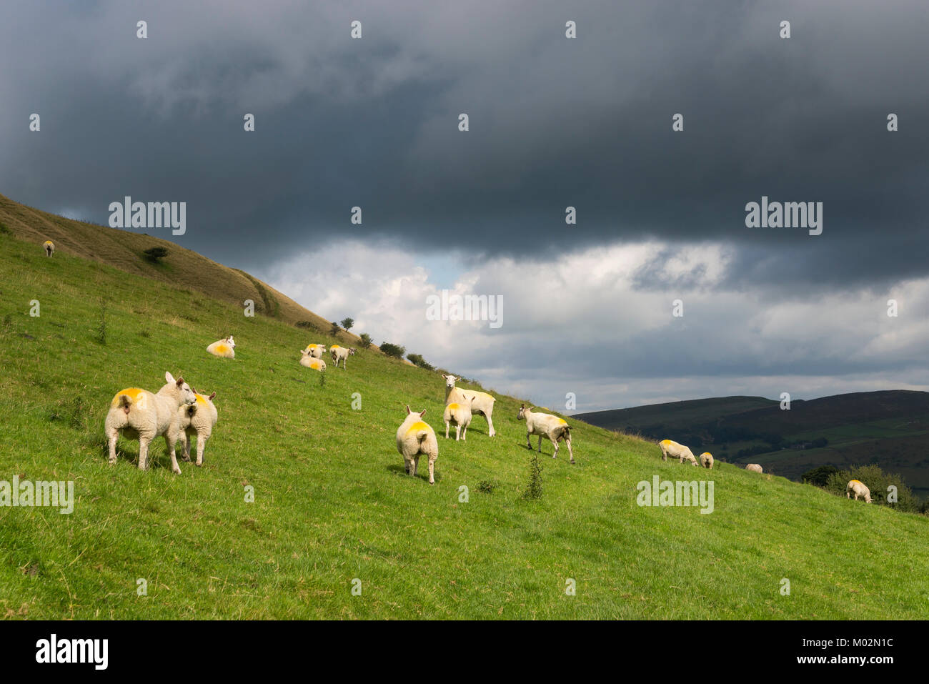 Sheep on a hillside near Hayfield, Derbyshire, England. Summer sunshine on the hillside under a dark grey sky. Stock Photo
