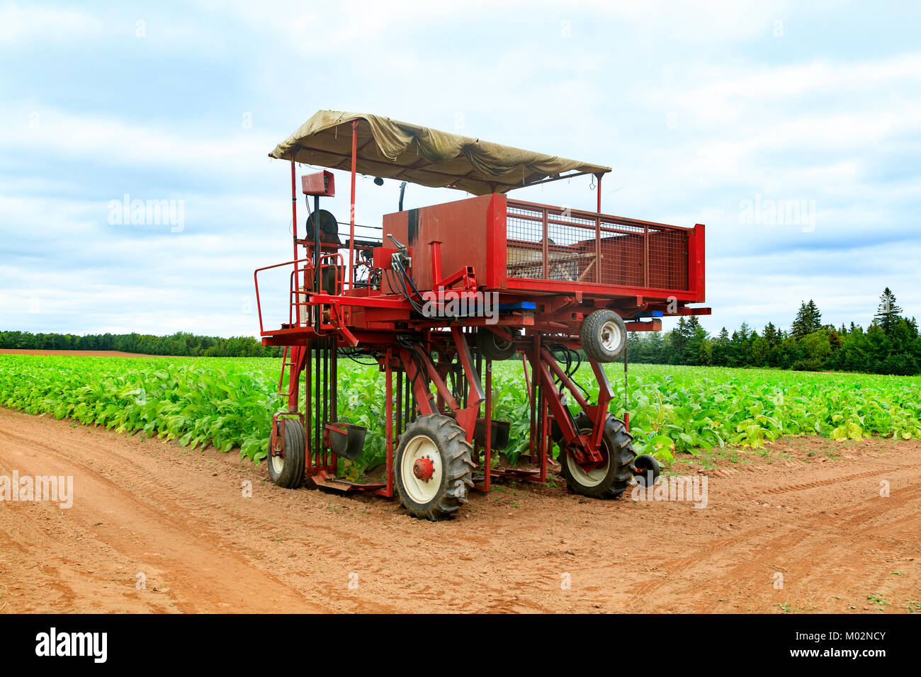 tobacco picker Tobacco industry hi-res stock photography and images