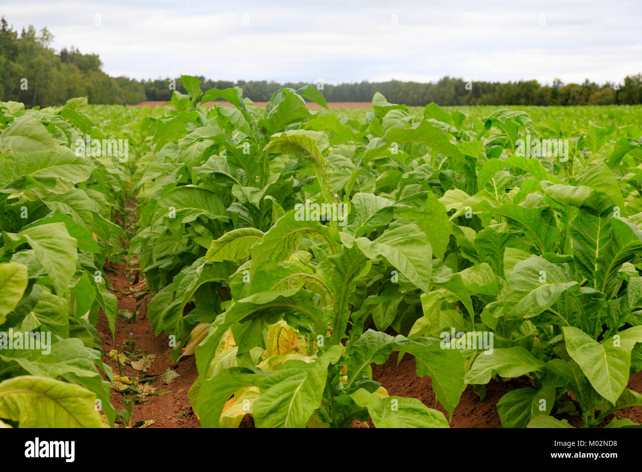 Tobacco Field in Prince Edward Island Stock Photo Alamy
