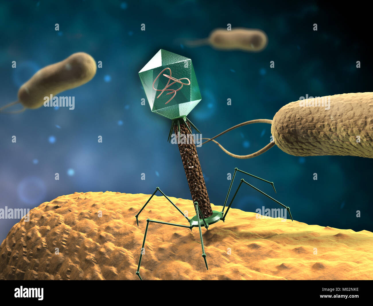 Bacteriophage T4 infecting some bacteria. Digital illustration. Stock Photo
